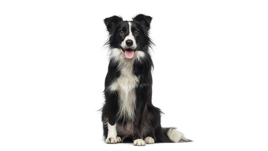 Steckbrief Border Collie