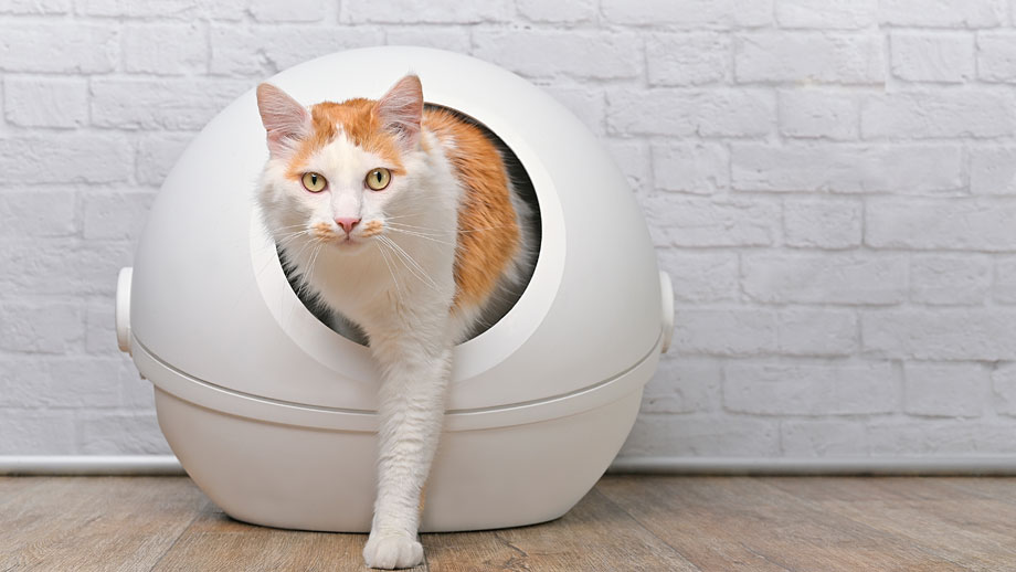 Die Passende Katzentoilette Finden Teaser