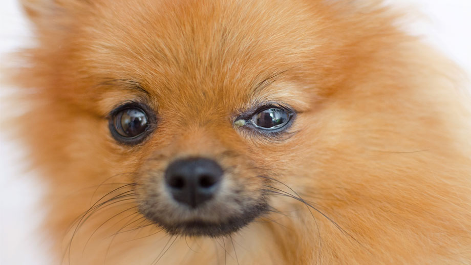 Bindehautentzündung beim Hund erkennen, (selbst) behandeln und vorbeugen