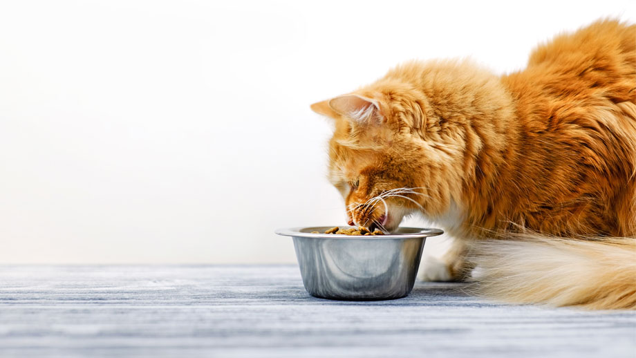 Futterumstellung Katze Teaser