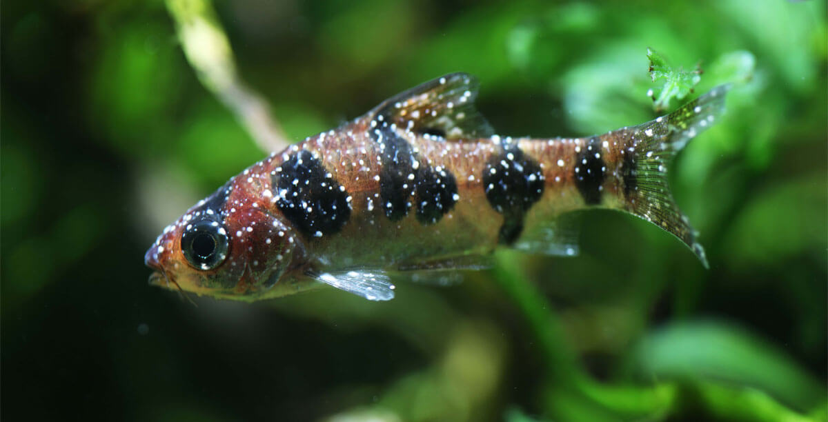 Wei%c3%9fp%c3%bcnktchenkrankheit%20bei%20fischen Teaser