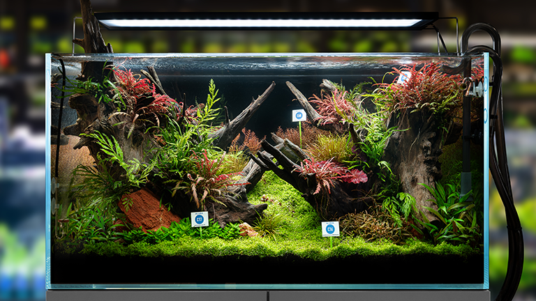 Kassel Highlight Aquaristik