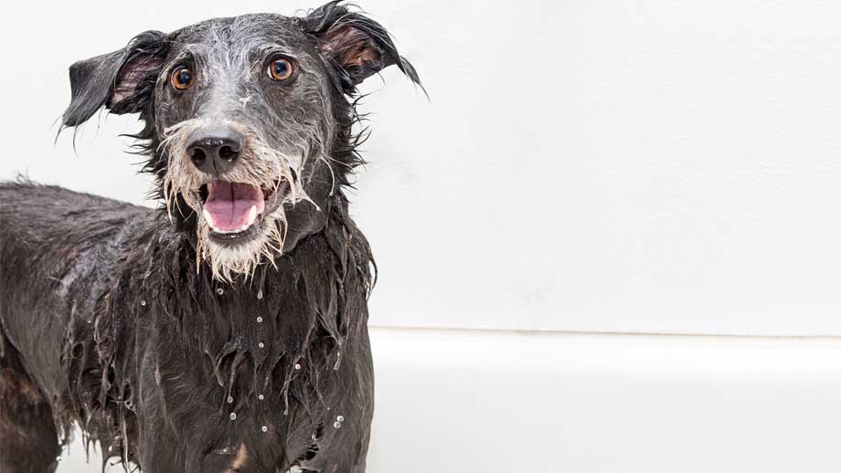 Hundepflege von Kopf bis Fuß