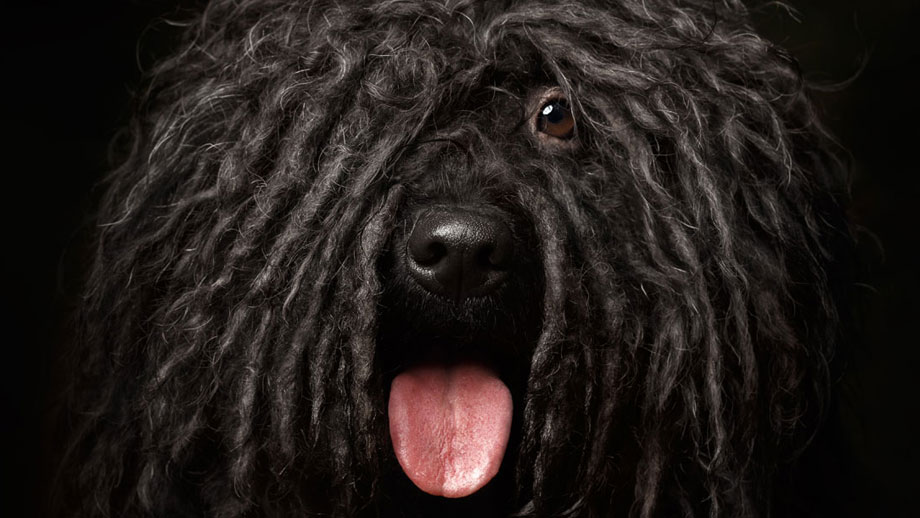 Felltypen und Fellpflege bei Hunden