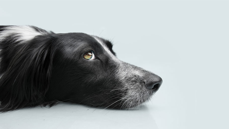 Stress beim Hund erkennen und abbauen