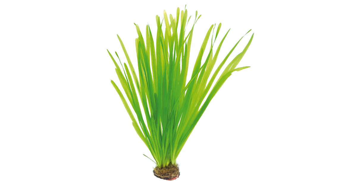 Steckbrief Gewoehnliche Wasserschraube Teaser