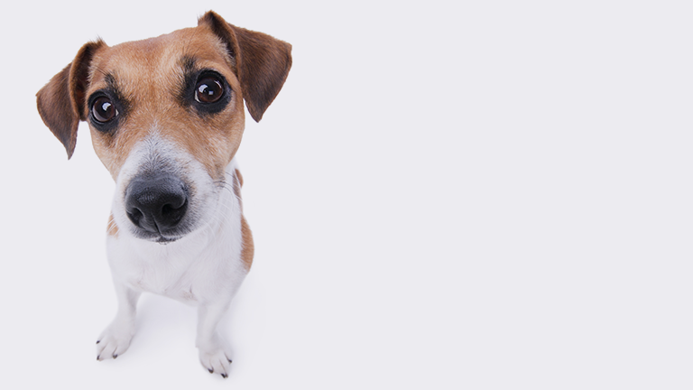 Faq Banner Footer Hell%20 %20os%20mobile