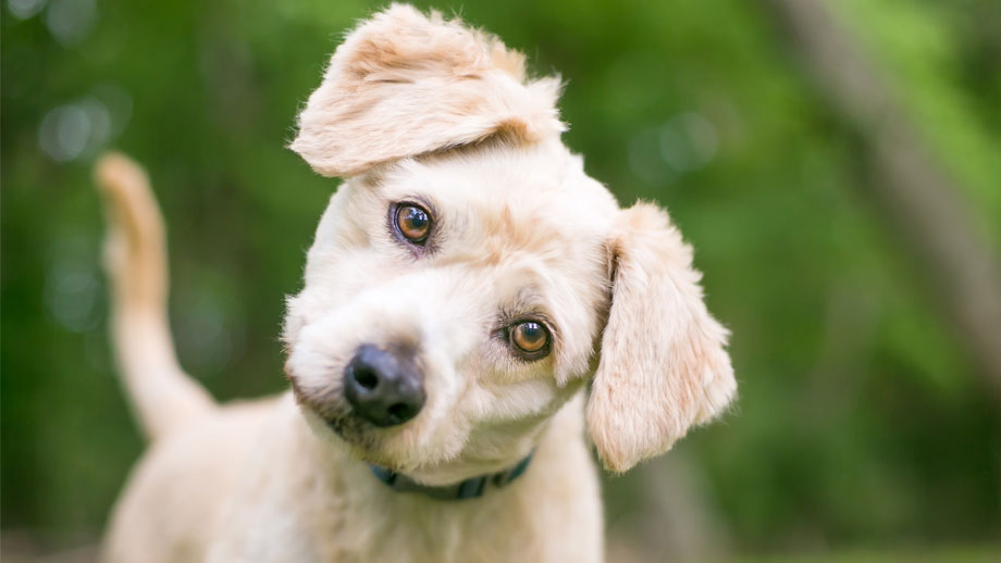 Hybridhunde im Überblick: Labradoodle, Goldendoodle, Schnoodle & Co