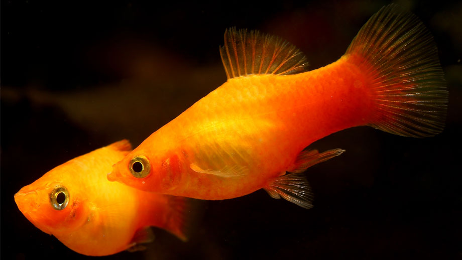 Aquarium Sommer Kuehlen Teaser Neu