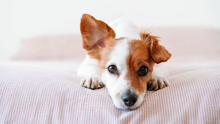 Grundkommandos: Was sollte ein Hund können?