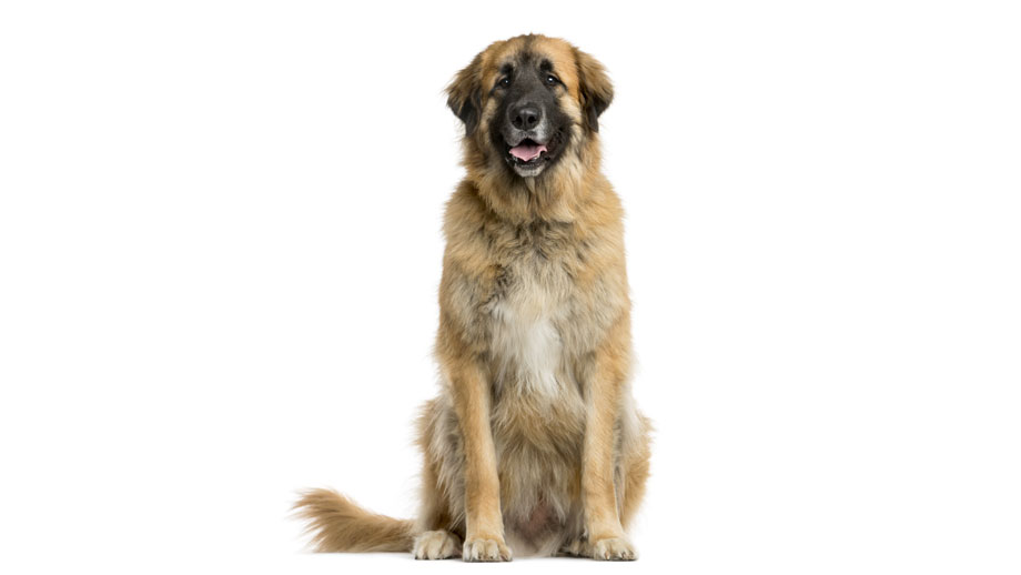 Steckbrief Leonberger