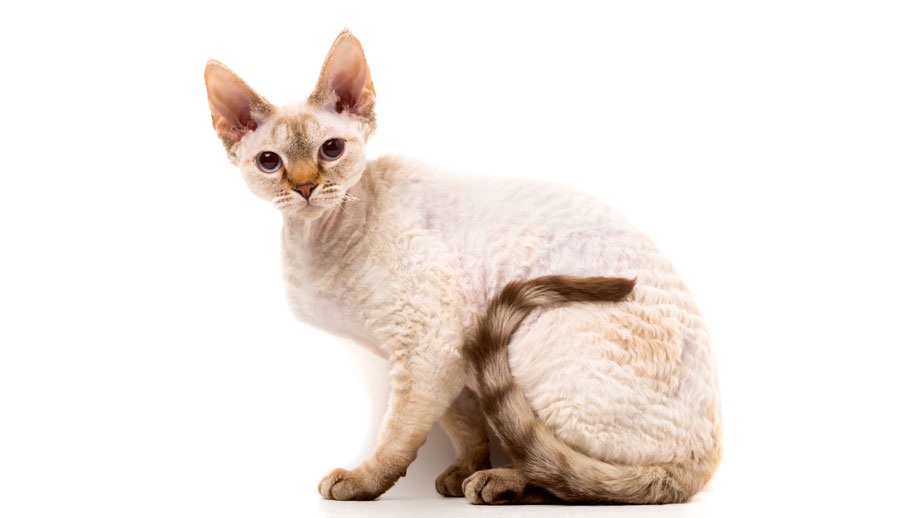 Steckbrief Devon Rex Teaser