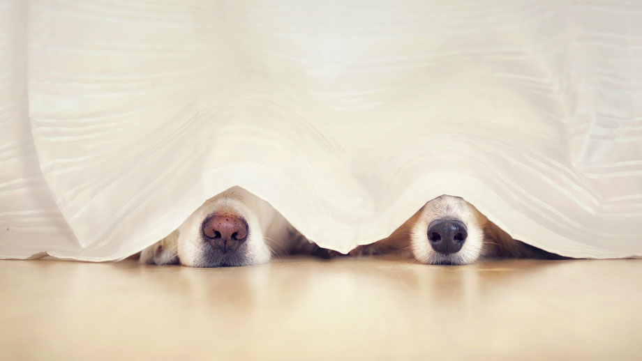 Die beliebtesten Hunderassen 2023