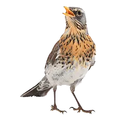 Wildvogel Steckbriefe 1271f336e3