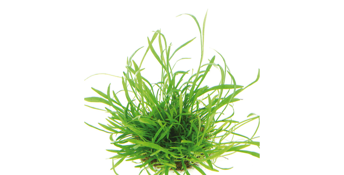 Steckbrief Brasilianische Graspflanze Teaser