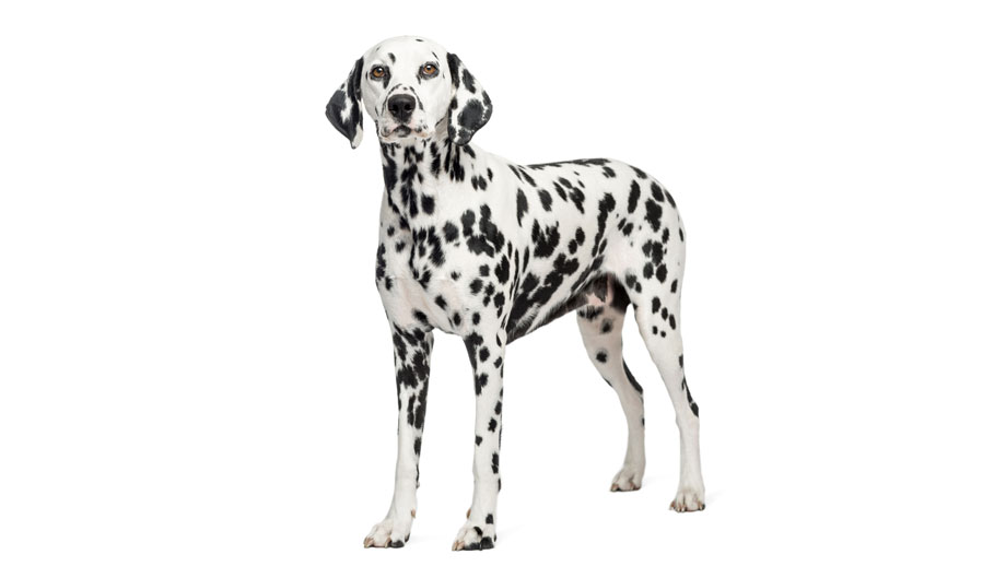 Steckbrief Dalmatiner