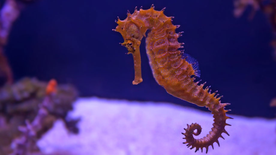 Steckbrief Seepferdchen Teaser