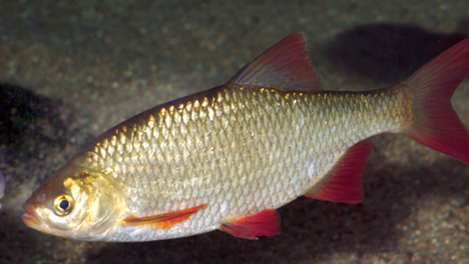 Steckbrief Rotfeder Teaser