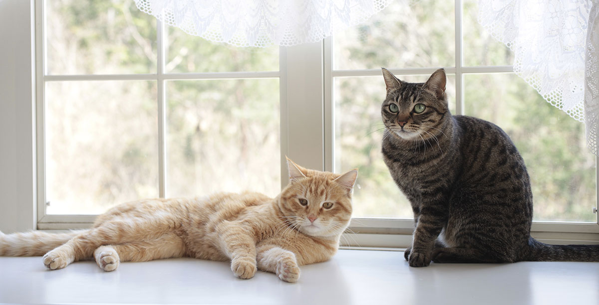 Katzen zusammenführen