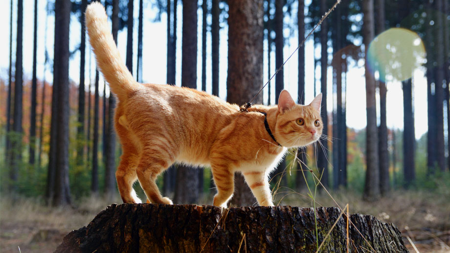 Spazierengehen Mit Katze Teaserneu