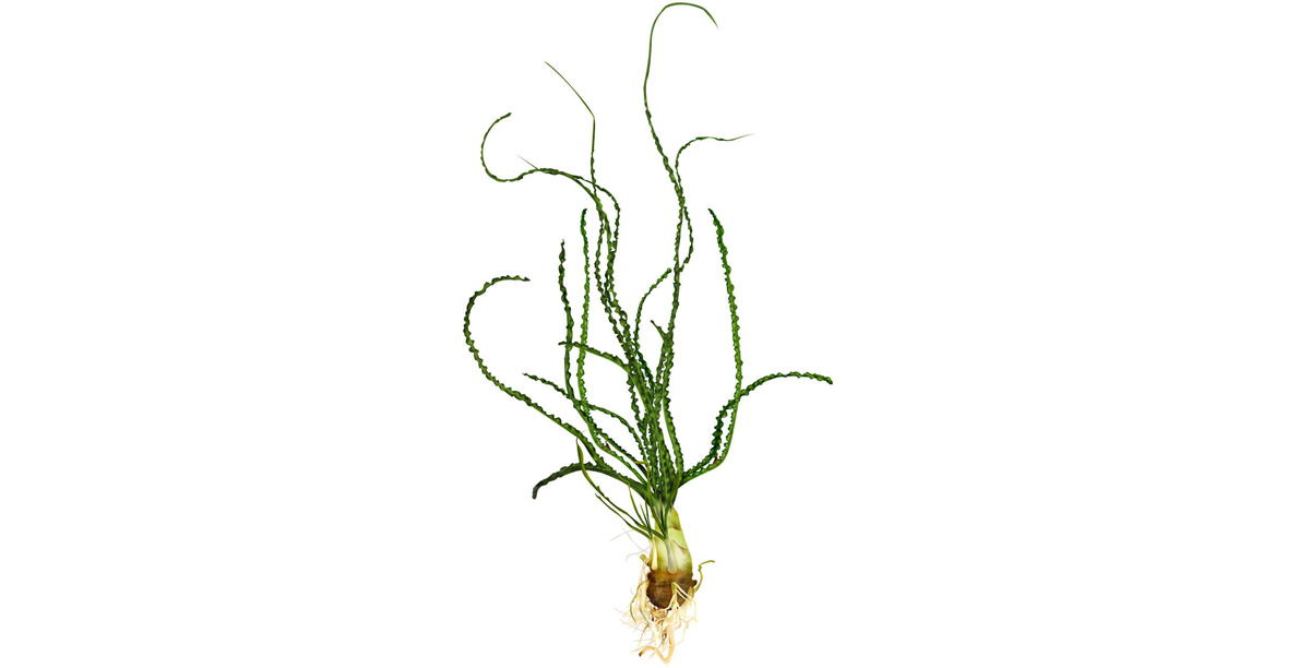 Steckbrief Dauerwellen Hakenlilie Teaser