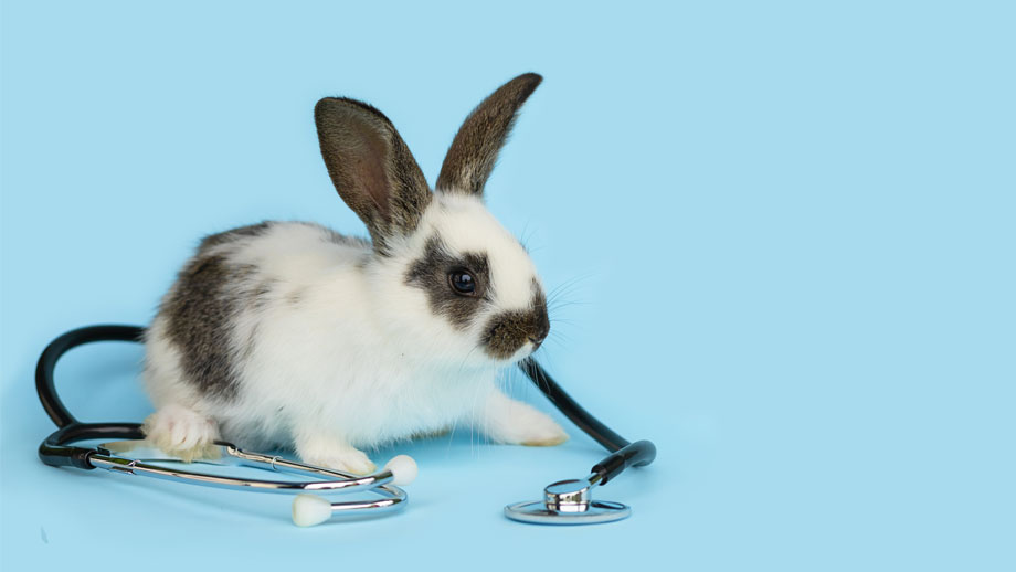 Krankenversicherung Kaninchen Teaser