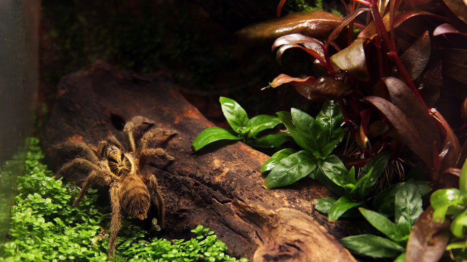 Bodenpolizei Im Terrarium Teaser