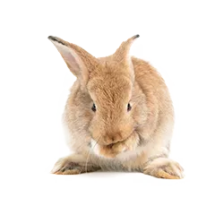 Kleintier Gesundheit Pflege 1fb154be53