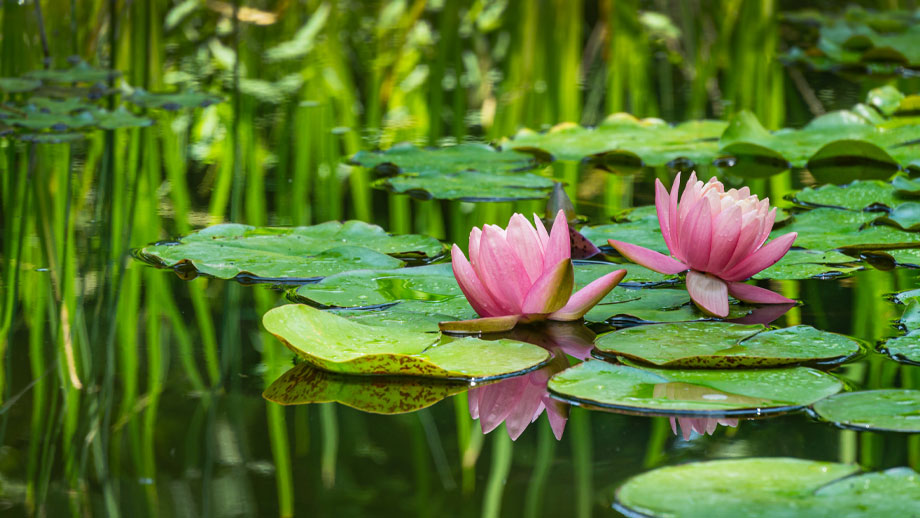 Fische Im Naturteich Teaser Neu