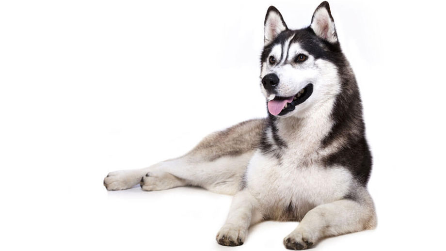 Steckbrief Siberian Husky