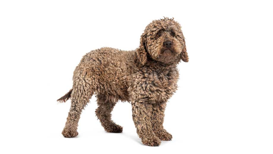 Steckbrief Lagotto Romagnolo 