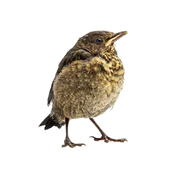 Wildvogel Unterstuetzung Unterbringung 226febae0b