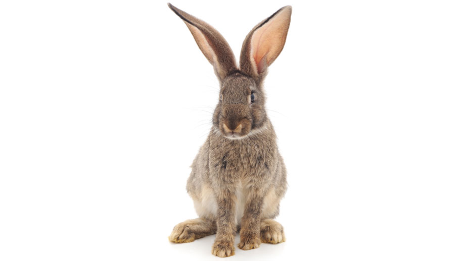 Steckbrief Osterhase Teaser