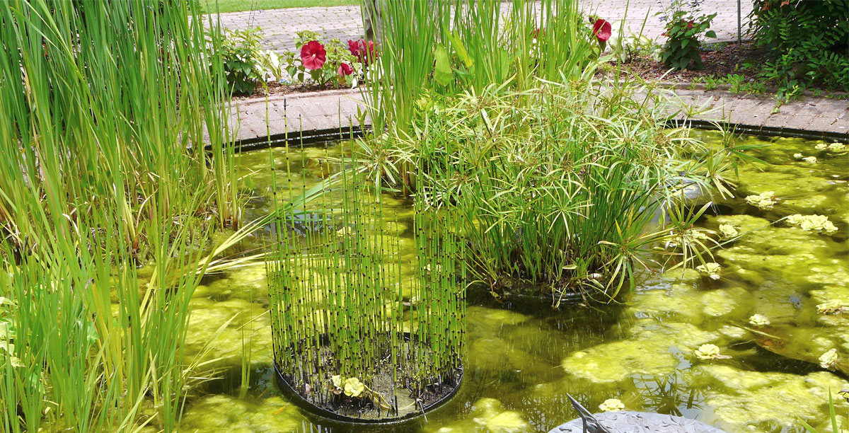 Algen Im Teich Teaser