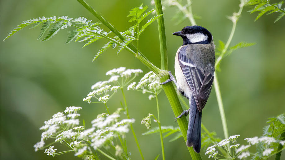 Stunde Der Gartenvoegel Nabu Teaser