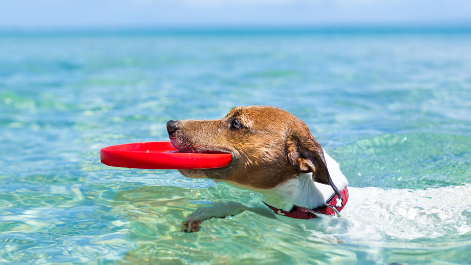 Packliste Fuer Den Urlaub Mit Hund Teaser