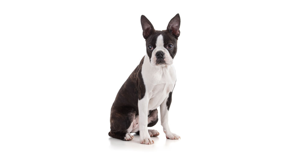 Steckbrief Boston Terrier Teaser Neu