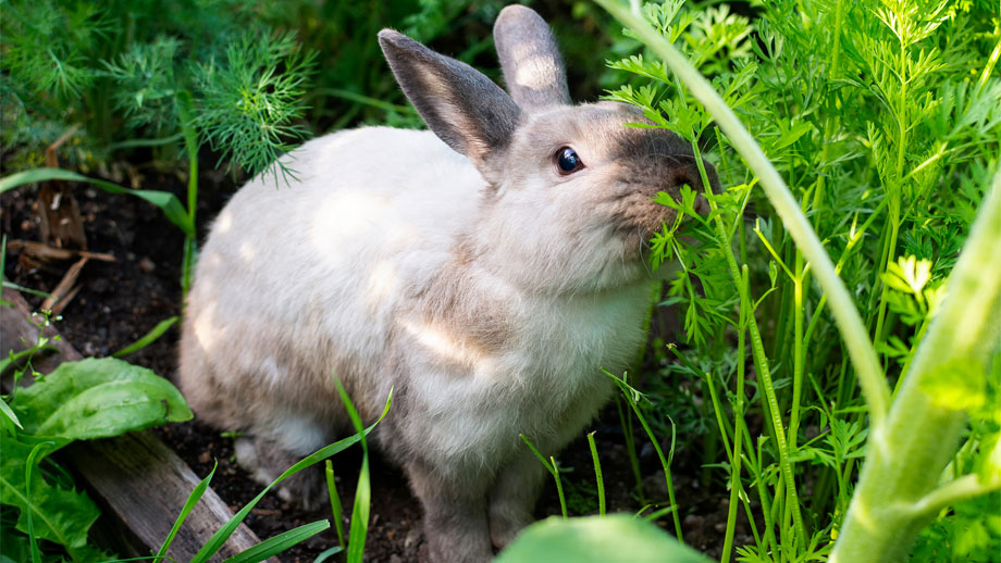 Frischfutter F%c3%bcr Kaninchen Teaser