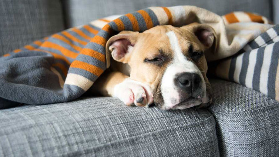 OP- und Krankenversicherung für Hunde – sinnvoll oder unnötig?