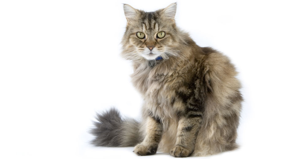 Steckbrief Ragamuffin Teaser