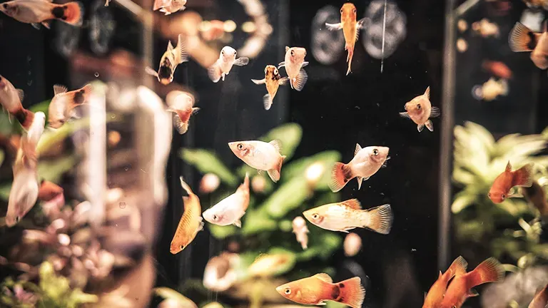 Frankfurt Highlight Sw 1bd3f0779b