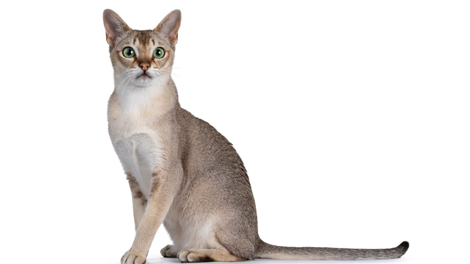 Steckbrief Singapura Teaser