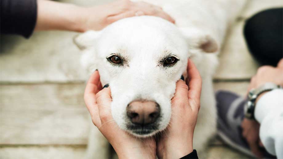 Urlaubsbetreuung für Hunde