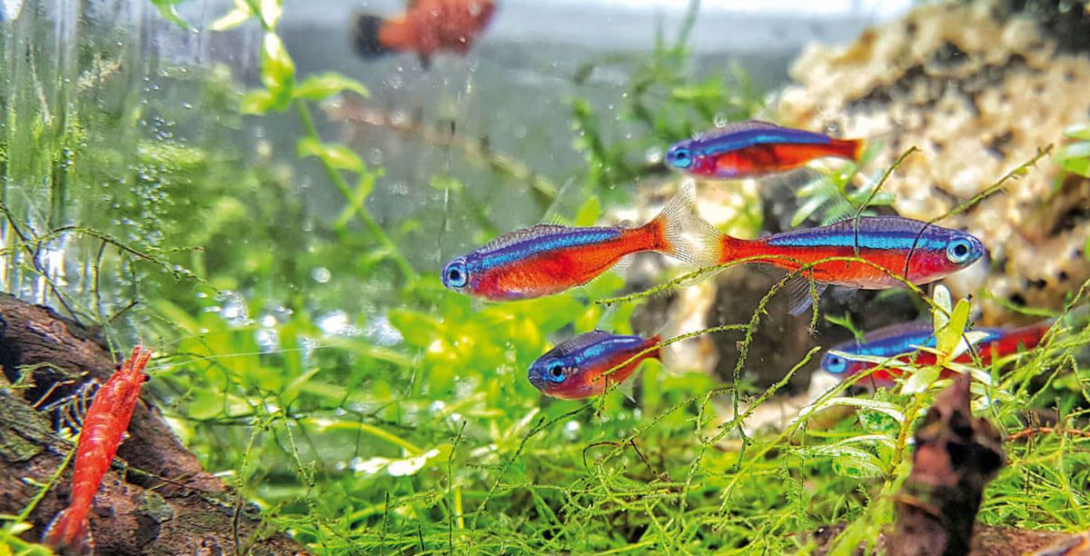 Einstieg In Die Aquaristik Teaser