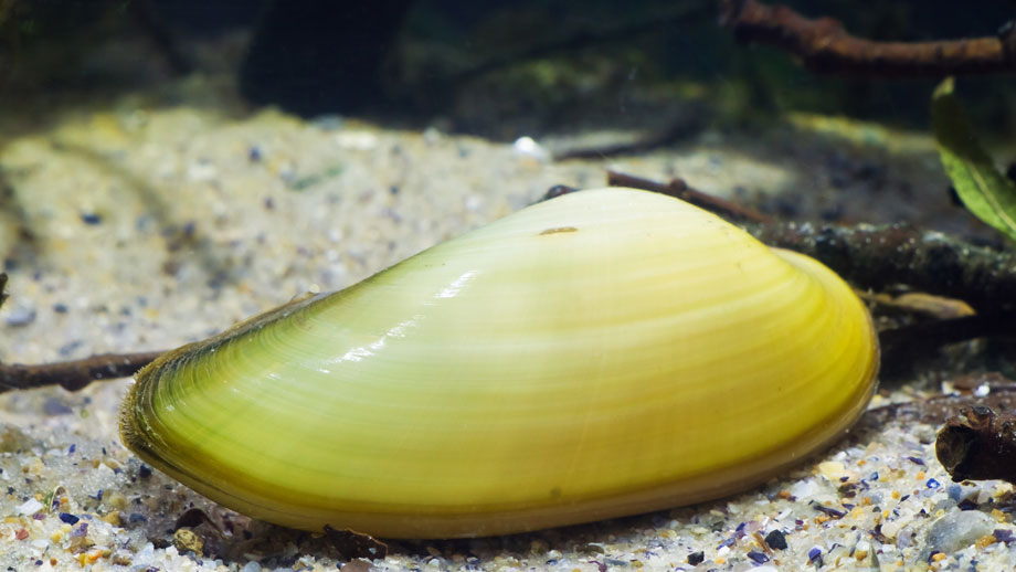 Steckbrief Malermuschel Teaser