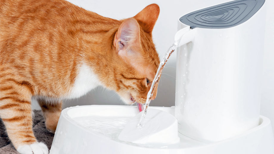 Warum Trinkbrunnen für Katzen sinnvoll sind