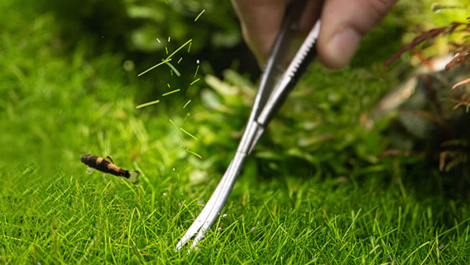 Aquarium Im Urlaub Teaser Neu