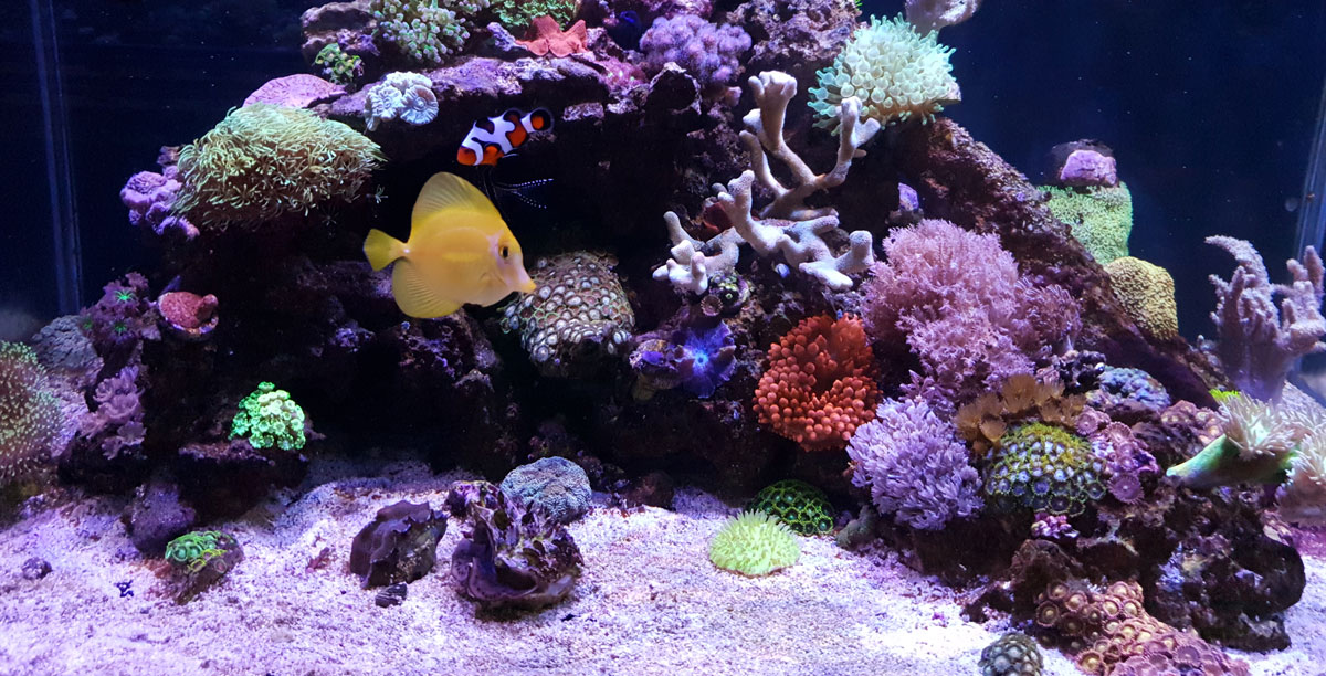 Nachhaltige Meerwasseraquaristik Schaubecken Teaser