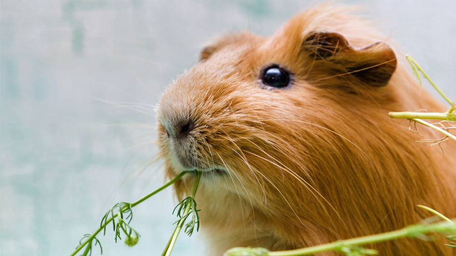 Welche Beduerfnisse Haben Meerschweinchen Teaser