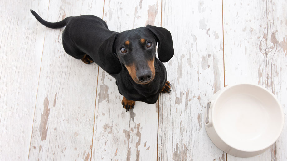 Gewichtsmanagement beim Hund